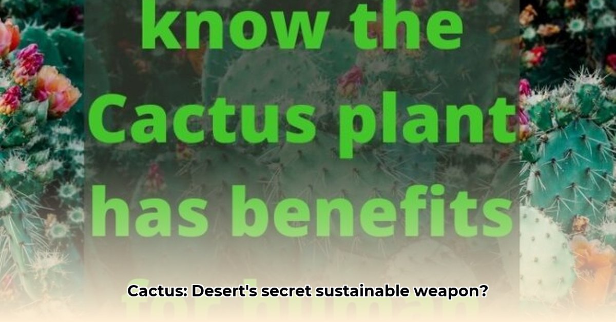 benefits-of-the-cactus-plant